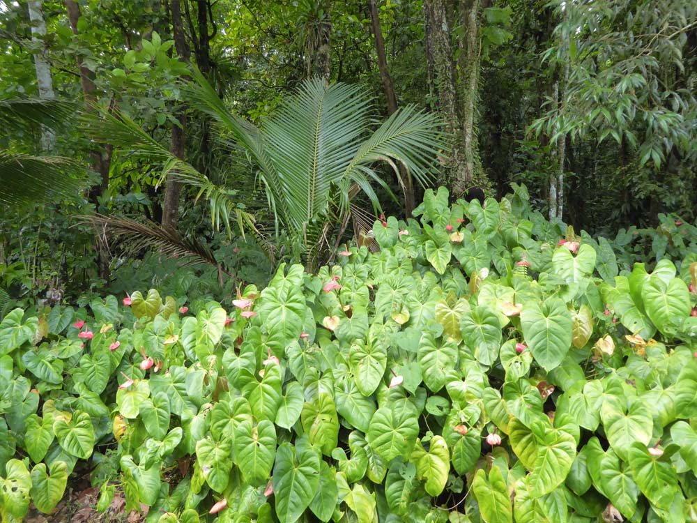 Dominica Impressionen