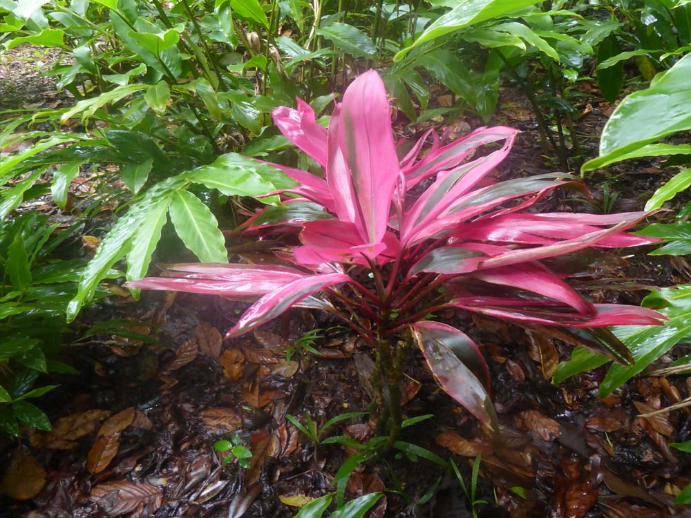 Dominica Impressionen