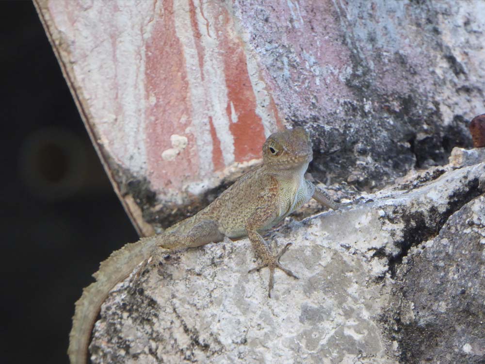 Dominica Impressionen